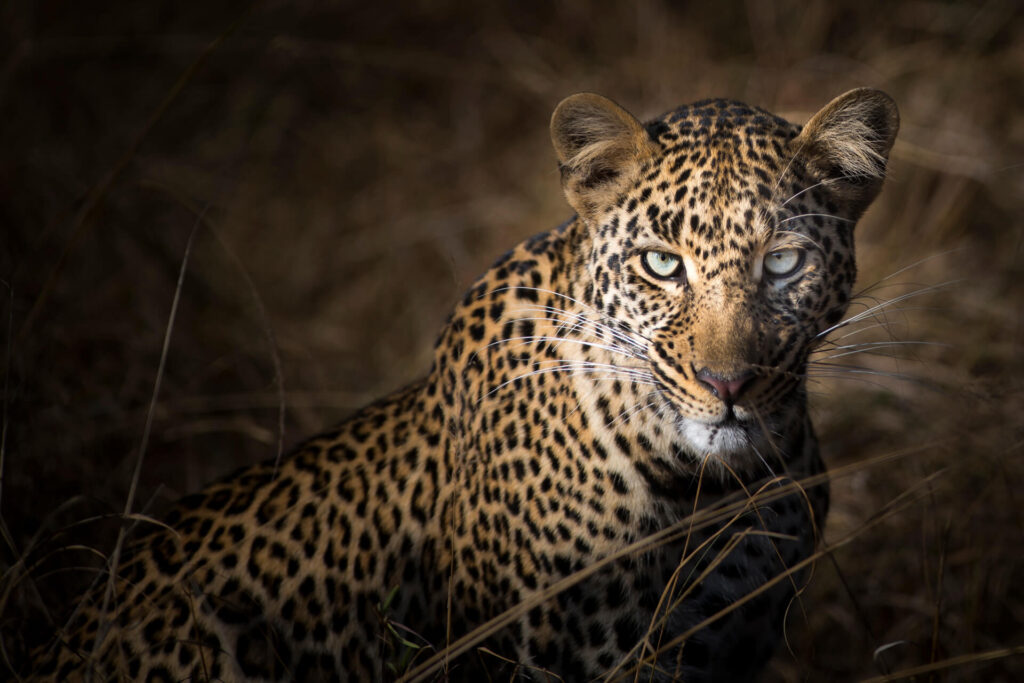 A leopard from Maasai Mara in Kenya.